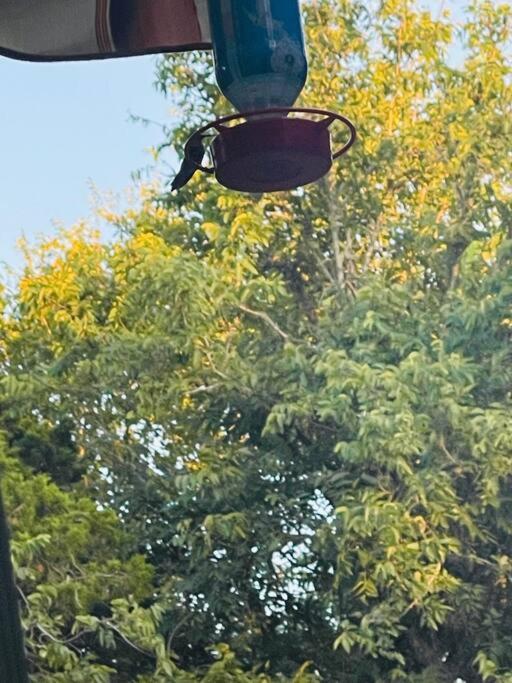Bastrop Tiny Disc Golf Retreat Villa Luaran gambar